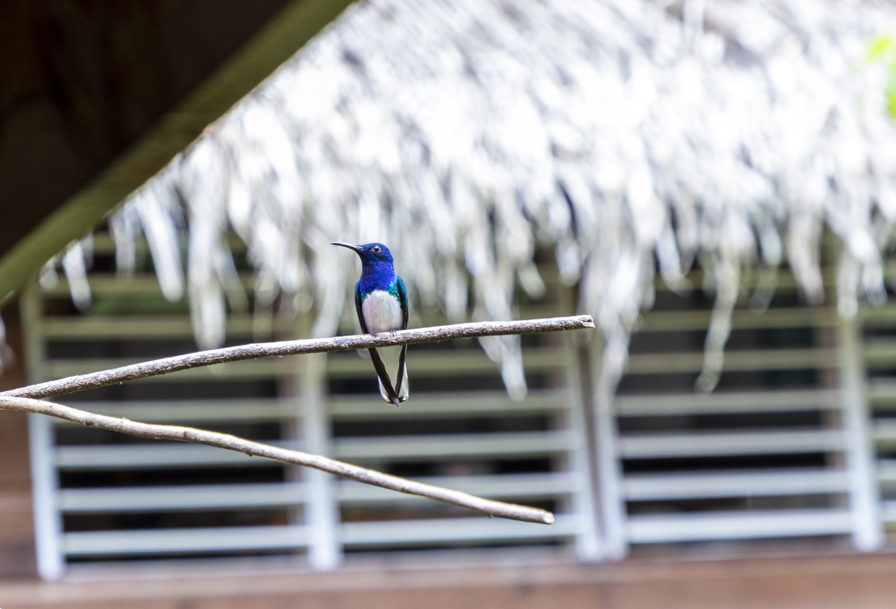 White-necked Jacobin, Cayo District, Belize